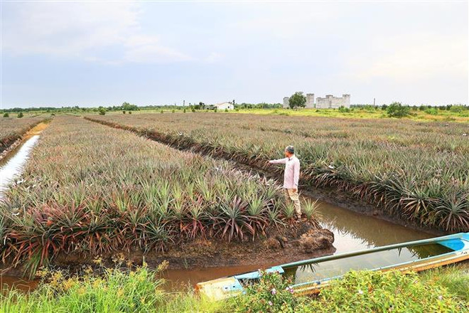 Người nông dân Tây Ninh ''bắt'' đất phèn cho trái ngọt ảnh 2