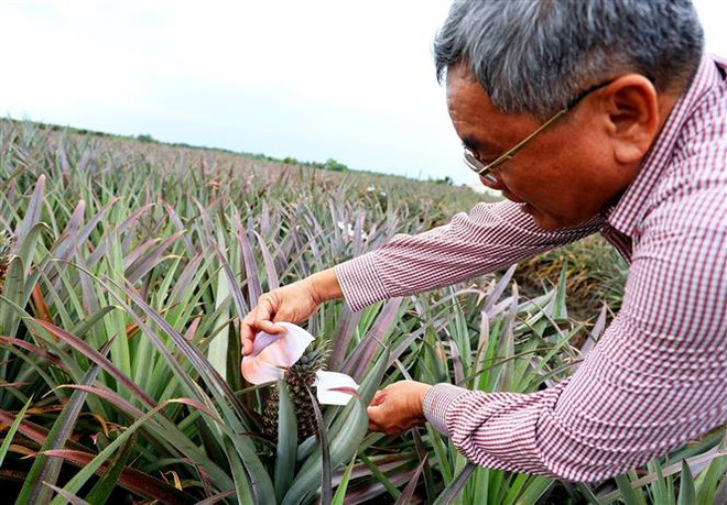 Người nông dân Tây Ninh ''bắt'' đất phèn cho trái ngọt ảnh 3
