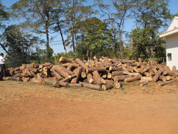 Vụ phá rừng cộng đồng ở Đắk Nông: Khởi tố, bắt tạm giam một đối tượng ảnh 2