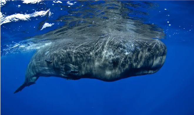 Vì sao voi, rái cá và cá voi là vũ khí bí mật chống biến đổi khí hậu? ảnh 1