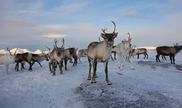 Vì sao voi, rái cá và cá voi là vũ khí bí mật chống biến đổi khí hậu? ảnh 2