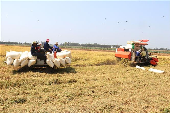 Thu hoạch lúa Đông Xuân năm 2019-2020 tại xã Thạnh Lợi, huyện Tháp Mười. (Ảnh : Nguyễn Văn Trí/TTXVN) Nông nghiệp với vai trò trụ đỡ cho nền kinh tế Việt Nam ảnh 2