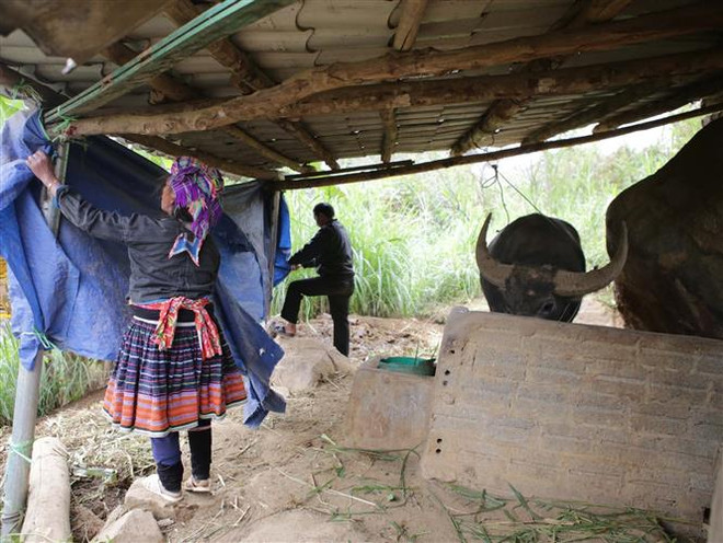 Bắc Bộ, Bắc và Trung Trung Bộ chủ động ứng phó với rét đậm, rét hại ảnh 1