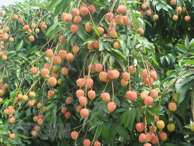 Vải u hồng Thanh Hà chín rộ. (Ảnh: Mạnh Minh/TTXVN) Chuyến hàng vải U hồng Việt Nam chuẩn bị cập cảng Australia ảnh 1