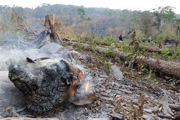 Gia Lai: Khởi tố vụ chặt hạ trái phép gỗ hương quý hiếm ảnh 1