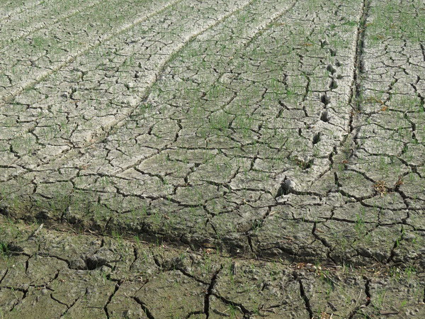 Lượng mưa trong tháng 6 và tháng 8 sẽ thiếu hụt trầm trọng ảnh 1