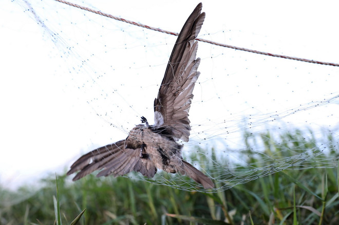 ttxvn_nghe an giang luoi bat chim1.jpg