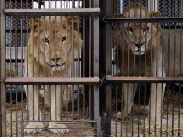 Giải cứu 33 con sư tử bị ngược đãi ở các rạp xiếc Nam Mỹ ảnh 1