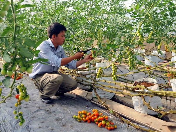 Long An ưu tiên ứng dụng công nghệ cao vào sản xuất lương thực ảnh 1