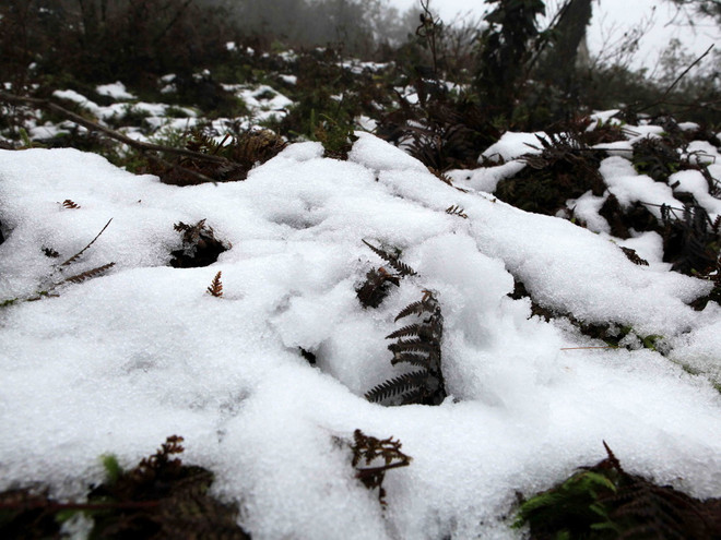 Lào Cai thiệt hại 11 tỷ đồng do mưa tuyết, băng giá và sương muối ảnh 1