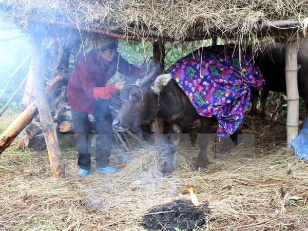 Các tỉnh khu vực Bắc Bộ chủ động ứng phó với rét đậm, rét hại ảnh 1