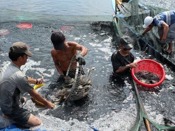 Nông dân Cà Mau trúng mùa cá ngay trên đất nuôi tôm ảnh 1