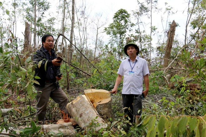 [Photo] Tan hoang rừng tự nhiên của dự án nông-lâm kết hợp ở Đắk Nông ảnh 3