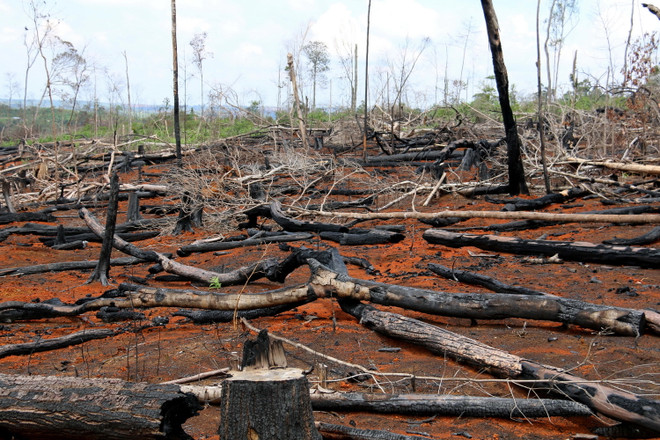 [Photo] Tan hoang rừng tự nhiên của dự án nông-lâm kết hợp ở Đắk Nông ảnh 2