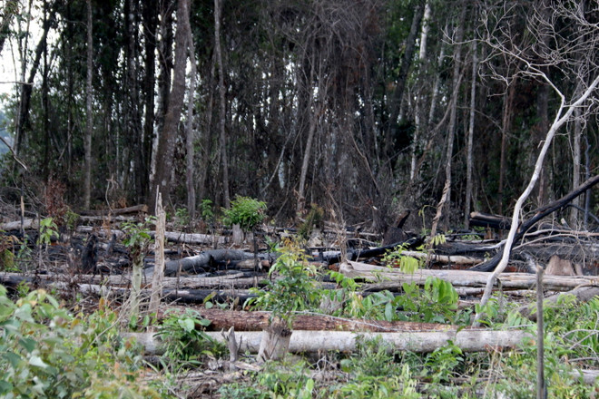 [Photo] Tan hoang rừng tự nhiên của dự án nông-lâm kết hợp ở Đắk Nông ảnh 1