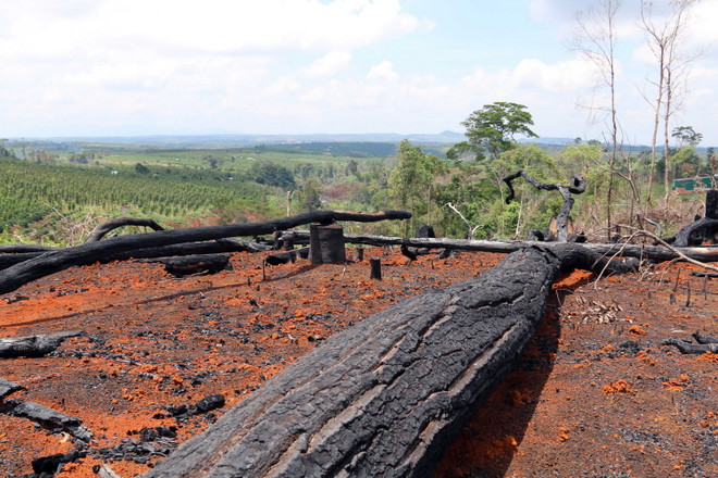 [Photo] Tan hoang rừng tự nhiên của dự án nông-lâm kết hợp ở Đắk Nông ảnh 5