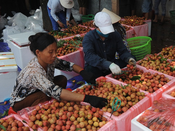 Đóng gói vải tươi phục vụ xuất khẩu. (Ảnh: Quang Quyết/TTXVN) Tạo thuận lợi xuất khẩu vải thiều tươi qua Cửa khẩu quốc tế Lào Cai ảnh 1