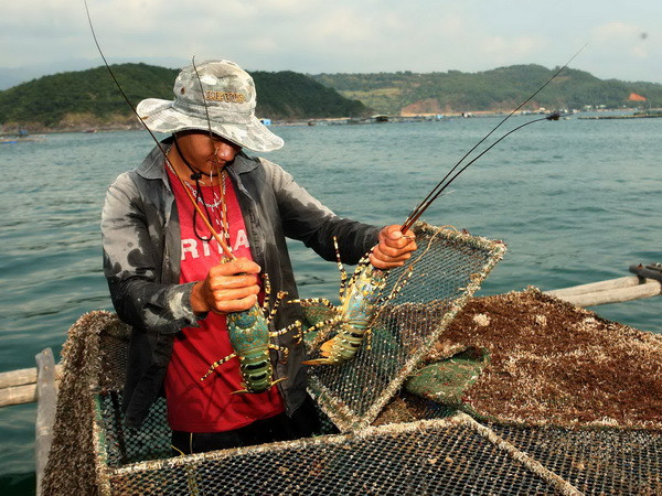 Phú Yên: Xác định nguyên nhân tôm hùm, cá mú chết hàng loạt ảnh 1