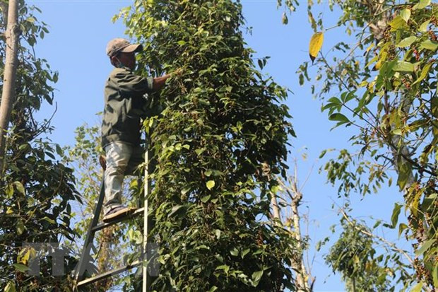 Thị trường nông sản tuần qua: Nhiều nông sản giảm giá ảnh 1