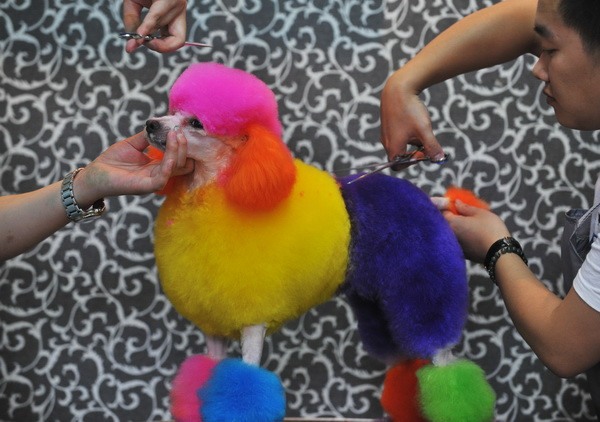 Chăm sóc thú cưng: 'Mỏ vàng' mới tại thị trường châu Á ảnh 3