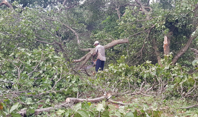 Người dân xã Tân Phước, huyện Đồng Phú thu dọn vườn cây bị gãy đổ. (Ảnh: Đậu Tất Thành/TTXVN) Bình Phước: Mưa lớn, dông lốc làm hơn 30 căn nhà bị sập, tốc mái ảnh 1