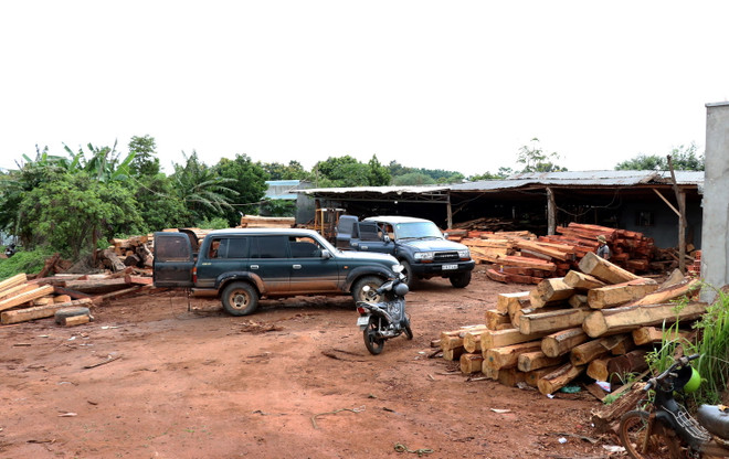 Gia Lai: Phát hiện vụ vận chuyển, tàng trữ gỗ trái phép quy mô lớn ảnh 5