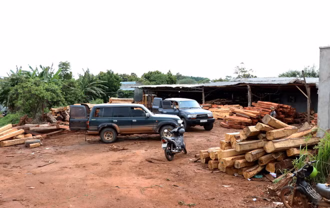 Gia Lai: Phát hiện vụ vận chuyển, tàng trữ gỗ trái phép quy mô lớn ảnh 5