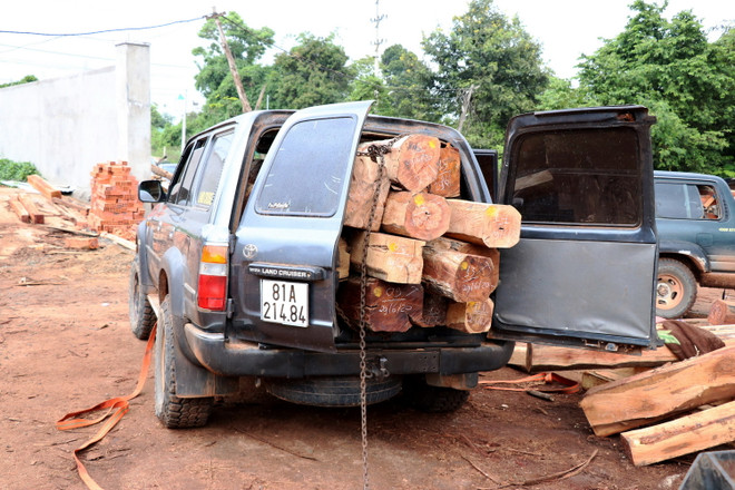 Gia Lai: Phát hiện vụ vận chuyển, tàng trữ gỗ trái phép quy mô lớn ảnh 1