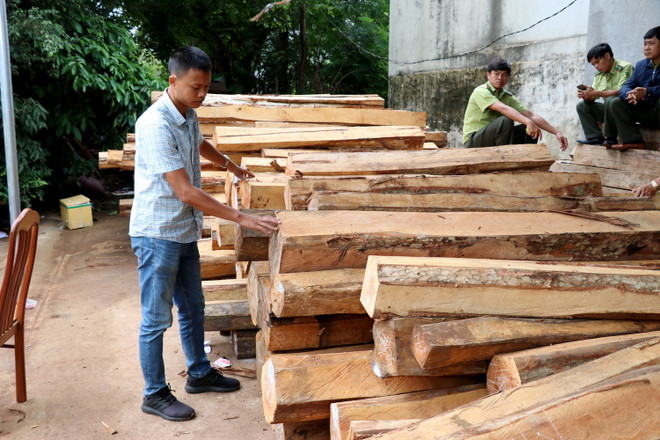 Gia Lai: Phát hiện vụ vận chuyển, tàng trữ gỗ trái phép quy mô lớn ảnh 3