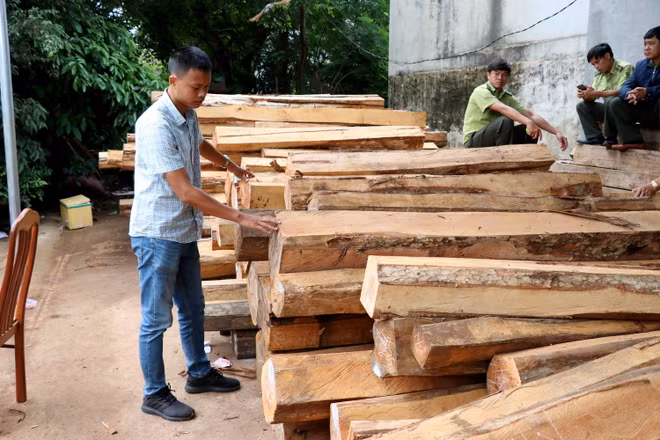 Gia Lai: Phát hiện vụ vận chuyển, tàng trữ gỗ trái phép quy mô lớn ảnh 3