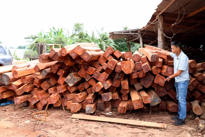 Gia Lai: Phát hiện vụ vận chuyển, tàng trữ gỗ trái phép quy mô lớn ảnh 2