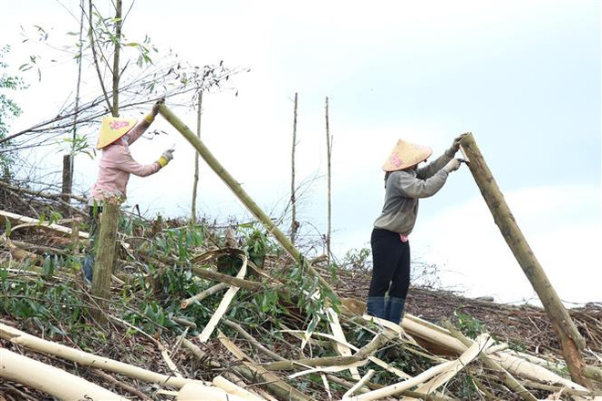 Giá gỗ keo nguyên liệu ở Đắk Lắk đang có xu hướng tăng cao ảnh 1