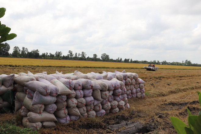 ttxvn_2602_gia lua (2).jpg