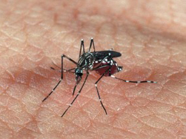 Hy Lạp cấm hoạt động hiến máu do lo ngại lây bệnh sốt rét ảnh 1