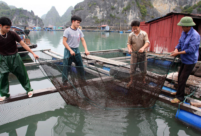 Hàng tấn cá giò nuôi lồng bè bị chết trên vịnh Bái Tử Long ảnh 1