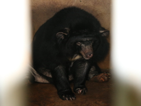 Hai gấu ngựa nuôi nhốt cuối cùng ở An Giang được đưa về trạm cứu hộ ảnh 1