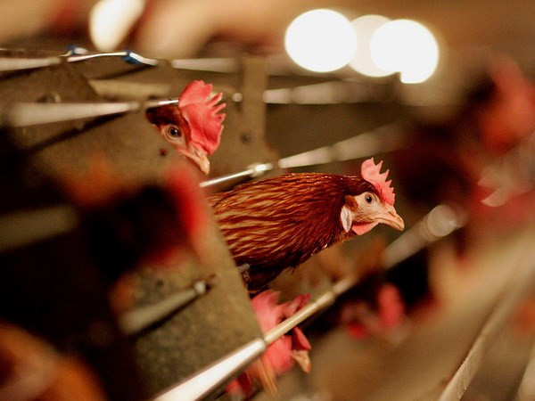 Trung Quốc ghi nhận thêm một ca nhiễm cúm gia cầm H7N9 ảnh 1