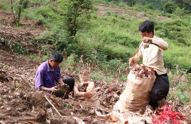 ttxvn_2111_dong rieng (1).jpg