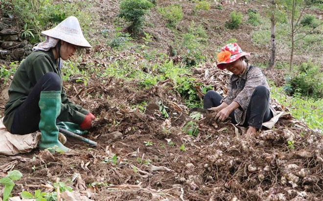 ttxvn_2111_dong rieng (3).jpg