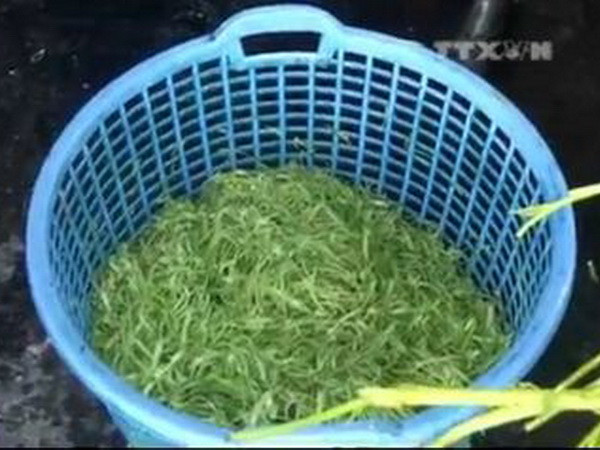 T​P.HCM: Tiếp tục phát hiện cơ sở ngâm rau muống bằng hóa chất ảnh 1