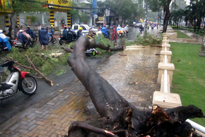 [Photo] Mưa lốc làm cây xanh bật gốc đè vào nhiều ôtô ảnh 3