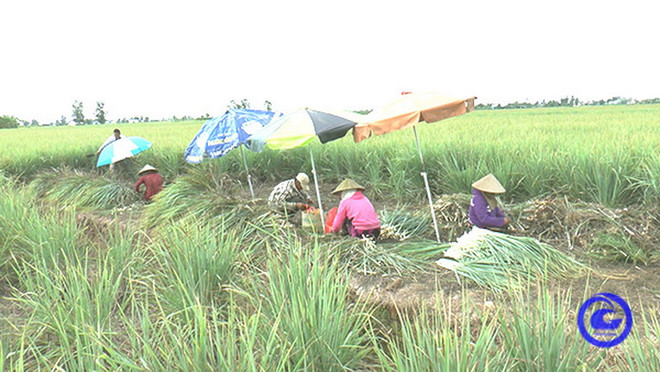 Giá sả thương phẩm ở vùng chuyên canh lớn nhất Tiền Giang tăng trở lại ảnh 1