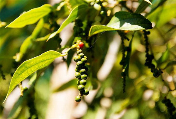 Phát triển thương hiệu hồ tiêu trên vùng đất Hà Tiên ảnh 1