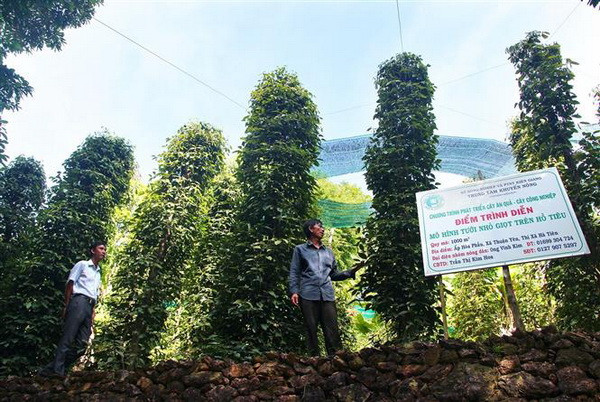Phát triển thương hiệu hồ tiêu trên vùng đất Hà Tiên ảnh 2