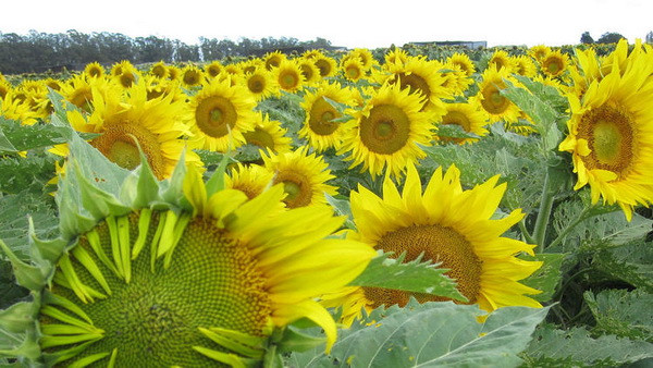 Khám phá thêm những bí mật về loài hoa hướng dương ảnh 1