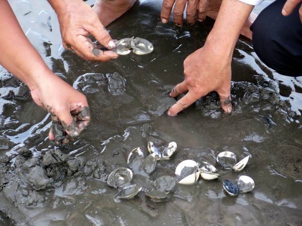 Nghêu chết hàng loạt rất bất thường tại một xã ở Cà Mau ảnh 1