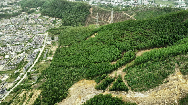 Đà Nẵng: Xem xét việc trồng cây rừng bản địa ở khu dễ xảy ra sạt lở ảnh 1