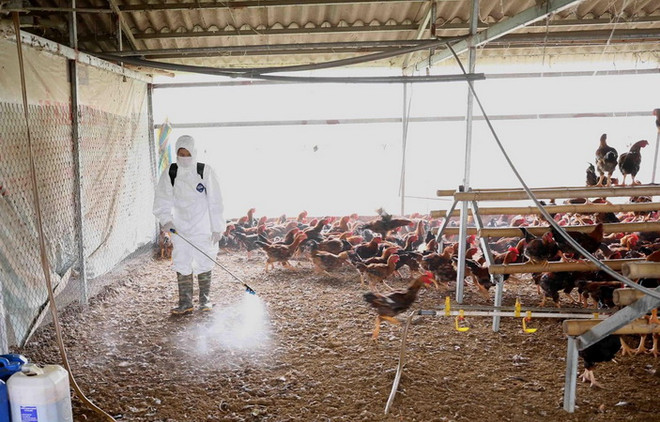 Chủ động phòng, chống dịch bệnh động vật, bảo đảm nguồn cung thực phẩm ảnh 2