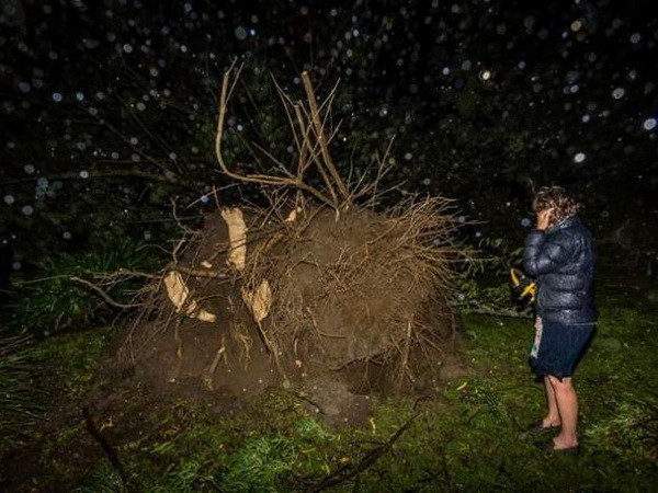 New Zealand ngổn ngang sau khi siêu bão nhiệt đới Cook quét qua ảnh 1