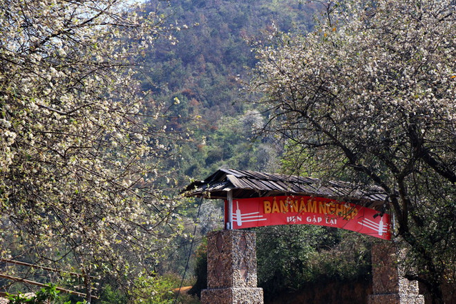 Tinh khôi sắc hoa sơn tra trên vùng rẻo cao ở tỉnh Sơn La ảnh 1